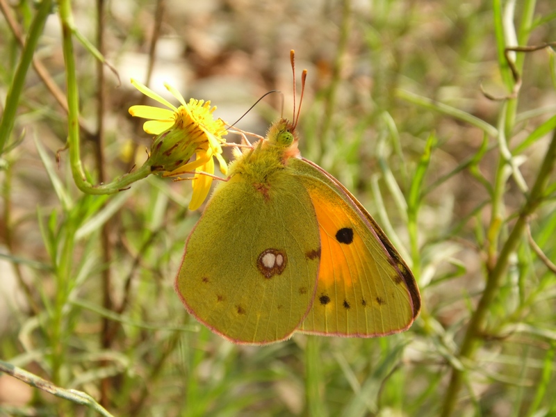 Parco del Ticino 6.10.12